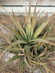 Aloe vera