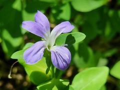 Barleria