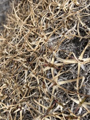 Gypsophila tenuifolia