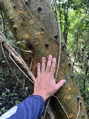 Zanthoxylum schreberi