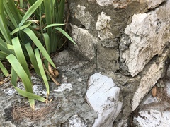 Dalmatolacerta oxycephala