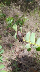 Pachylis pharaonis