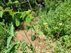 Helinus integrifolius