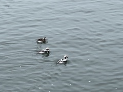 Clangula hyemalis