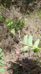 Pachylis pharaonis