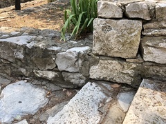 Dalmatolacerta oxycephala