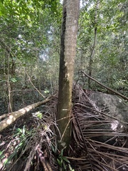 Roystonea borinquena