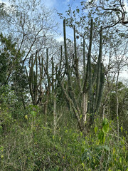 Stenocereus laevigatus