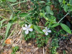 Barleria
