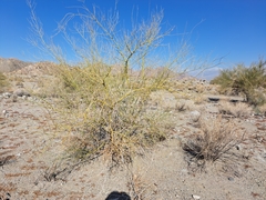 Parkinsonia florida