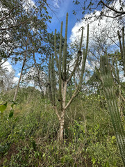Stenocereus laevigatus