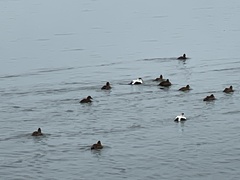 Somateria mollissima