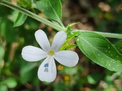 Barleria