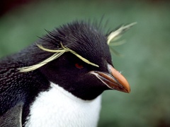 Eudyptes chrysocome