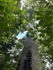 Roystonea borinquena