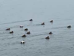 Somateria mollissima