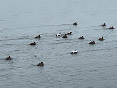 Somateria mollissima