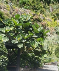 Ficus dammaropsis