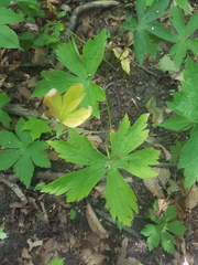 Anemonastrum canadense