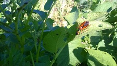 Rhynocoris iracundus