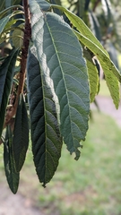 Eriobotrya japonica