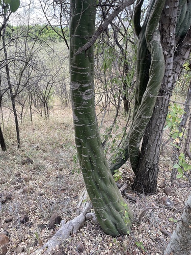 Adenia fruticosa image