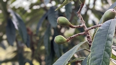 Eriobotrya japonica