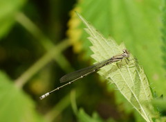 Pseudagrion aureofrons