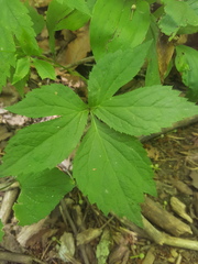 Anemonastrum canadense
