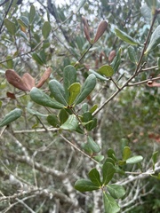 Quercus myrtifolia