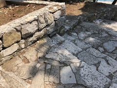 Dalmatolacerta oxycephala