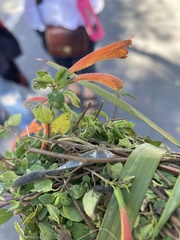 Clinopodium macrostemum