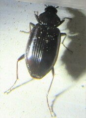 Agonum