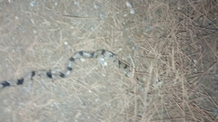 Telescopus fallax syriacus