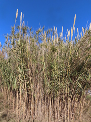 Arundo donax