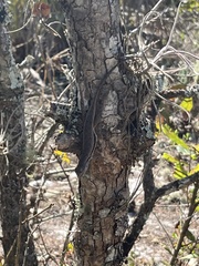 Sceloporus woodi