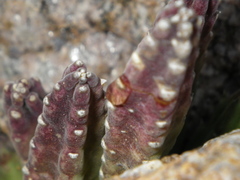 Richtersveldia columnaris