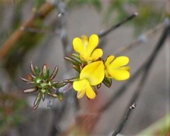 Aspalathus crassisepala