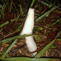 Phallus granulosodenticulatus
