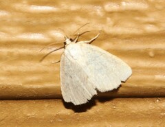 Protodeltote albidula