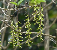 Dioscorea pentaphylla