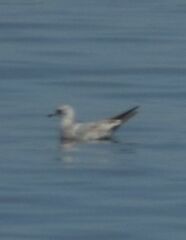 Larus brachyrhynchus
