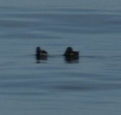 Cerorhinca monocerata