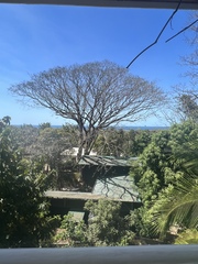 Enterolobium cyclocarpum