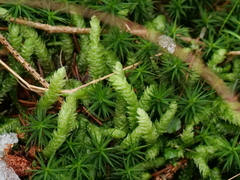 Plagiothecium nemorale