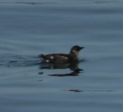 Brachyramphus marmoratus