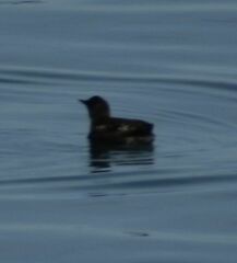 Brachyramphus marmoratus