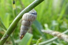 Cochlicella acuta