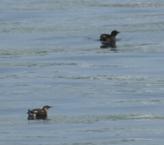 Brachyramphus marmoratus