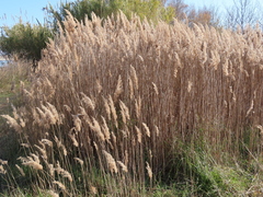 Phragmites australis